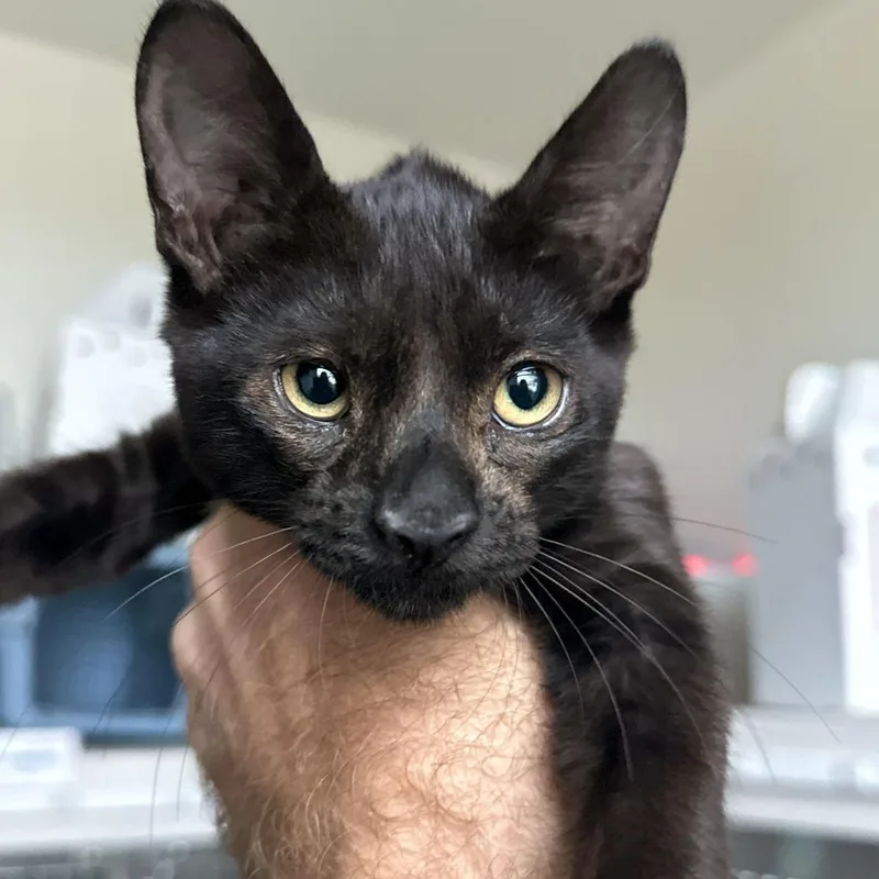 A baby small-sized female Black Domestic Short Hair cat named Liberty for adoption in Matteson, IL