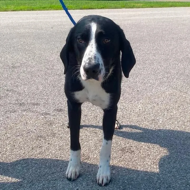 An adult small-sized male Black Mixed Breed dog named Whistle SH for adoption in Huntington, WV