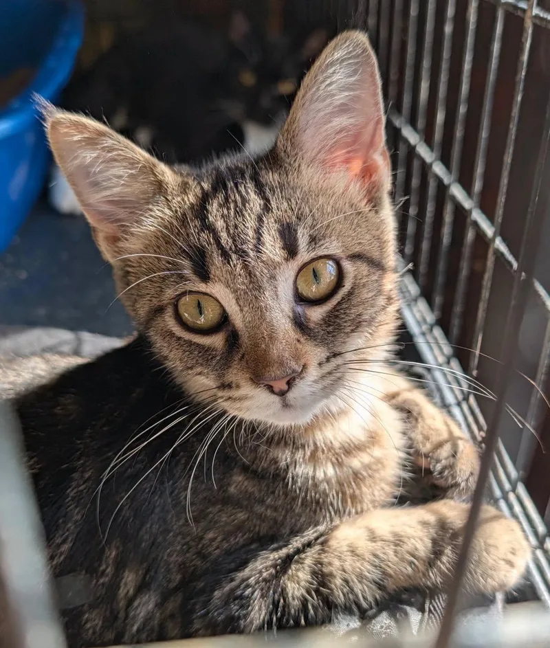 A baby medium-sized female Tabby (Brown / Chocolate) Tabby cat named Wendy for adoption in Farmland, IN