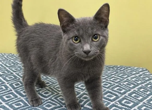 A young medium-sized male Gray / Blue / Silver Domestic Short Hair cat named Church for adoption in Jackson, GA