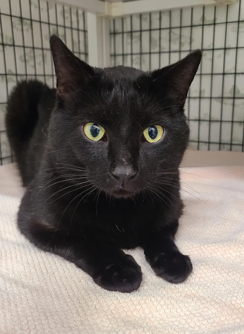 An adult medium-sized male Black Domestic Short Hair cat named Chibi for adoption in Kirkland, WA