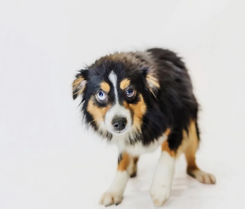 A young medium-sized male Australian Shepherd dog named Coop for adoption in York, SC