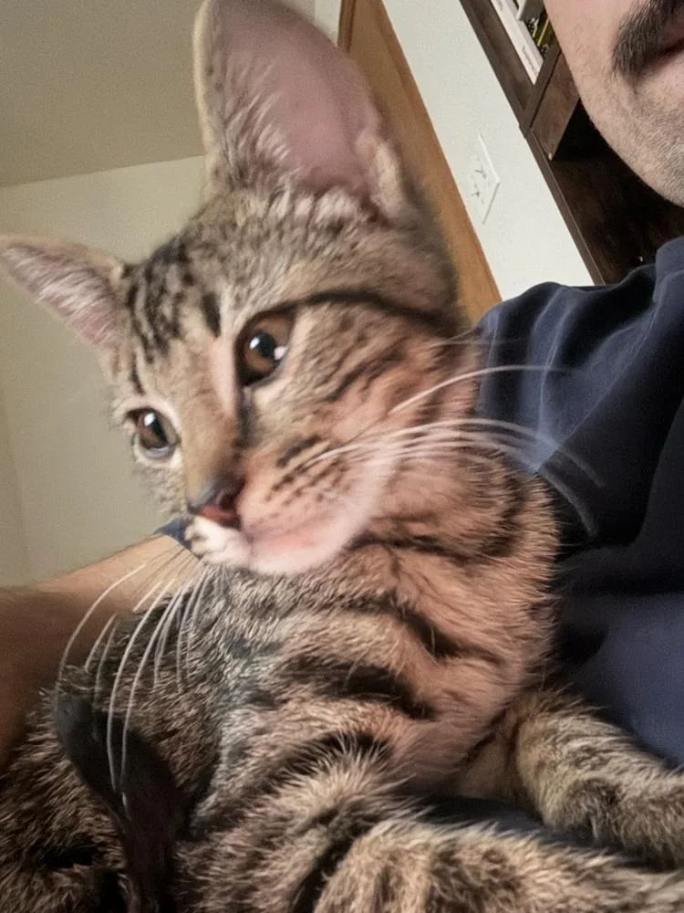 A baby medium-sized male Domestic Short Hair cat named Saffron for adoption in Lafayette, CO