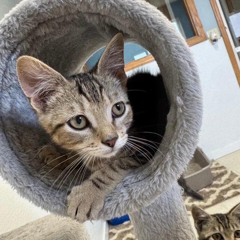 A baby small-sized male Brown / Chocolate Domestic Short Hair cat named Turtle for adoption in Milford, IA