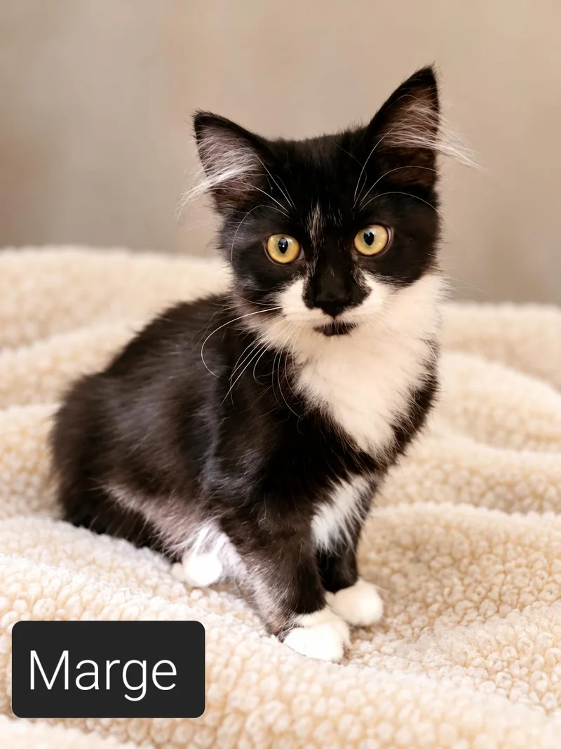 A baby small-sized female Black & White / Tuxedo Domestic Short Hair cat named Miss Marge for adoption in Kansas City, MO