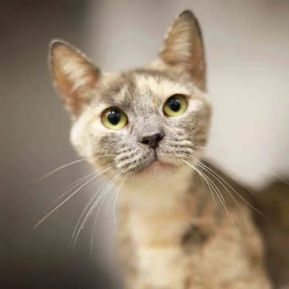 A young small-sized female Cream / Ivory Domestic Short Hair cat named Winnie for adoption in Atlanta, GA