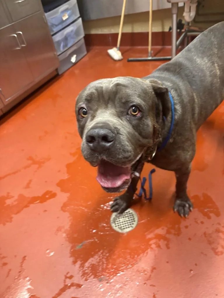 An adult medium-sized male Mixed Breed dog named Locker for adoption in Douglasville, GA