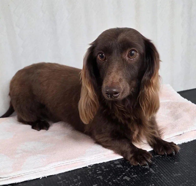 A senior small-sized female Brown / Chocolate Miniature Dachshund dog named Rudi for adoption in Grant, NE