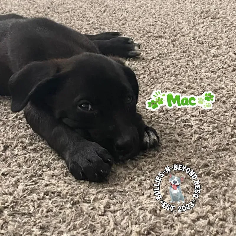 A baby large-sized male Tricolor (Brown, Black, & White) Mixed Breed dog named The M Litter; Mac for adoption in Omaha, NE