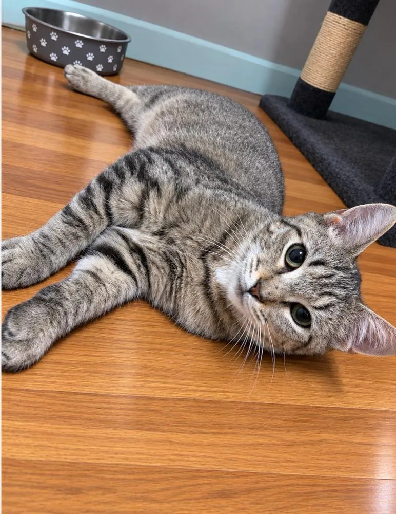 A baby small-sized male Brown / Chocolate Domestic Short Hair cat named Falbo for adoption in Elyria, OH