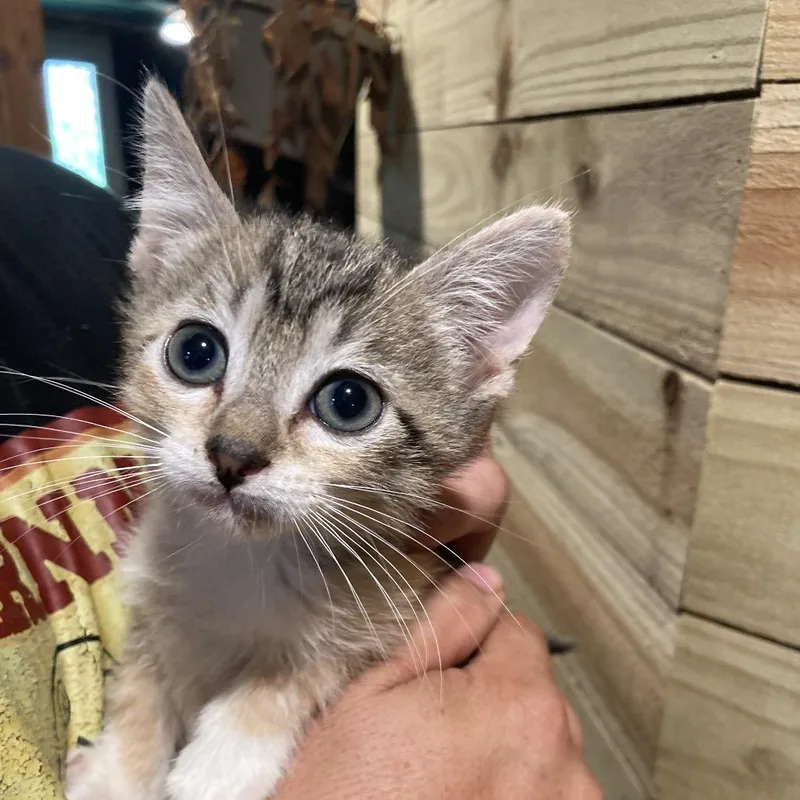 A baby small-sized female Calico Domestic Short Hair cat named Socks DyalSG for adoption in Tallahassee, FL