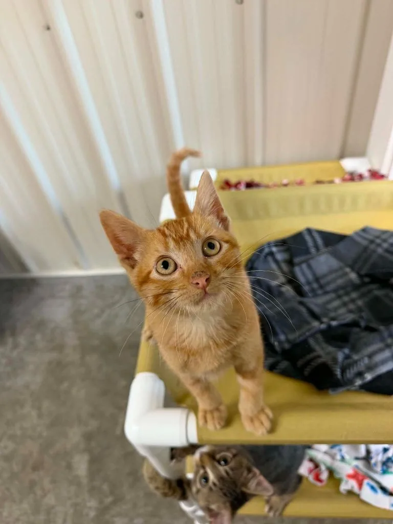 A baby medium-sized male Domestic Short Hair cat named Jerry for adoption in Medford, WI