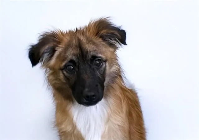 A young medium-sized male Dachshund dog named Rylo for adoption in Fort Lauderdale, FL