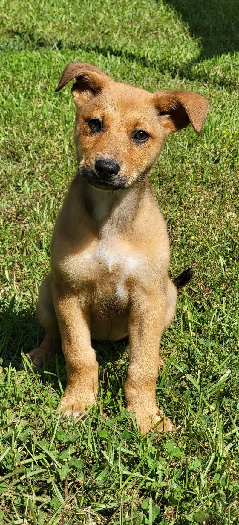 A baby medium-sized female Sable Mixed Breed dog named Michelle for adoption in Marion, MS