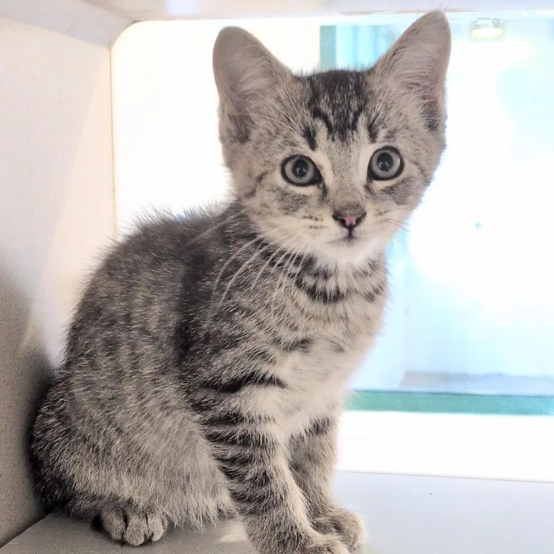 A baby small-sized male Gray / Blue / Silver Domestic Short Hair cat named iPhone for adoption in Reno, NV