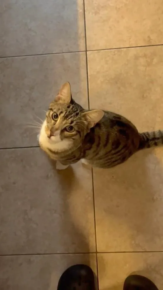 A young medium-sized male Tabby (Brown / Chocolate) Domestic Short Hair cat named Furret for adoption in Brooklyn, NY