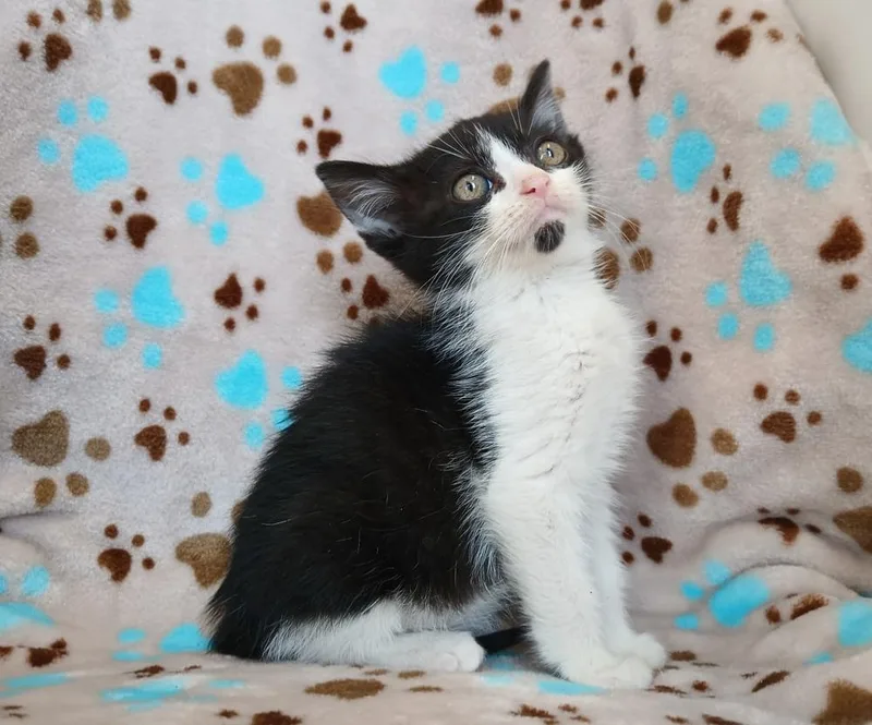 A baby small-sized male Domestic Short Hair cat named Cashew for adoption in Dickson, TN