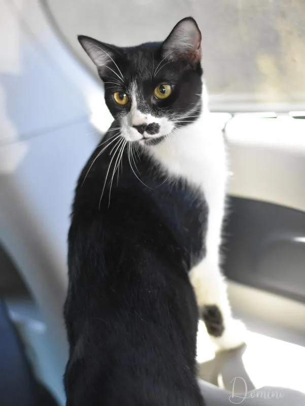 An adult medium-sized male Tuxedo cat named Domino for adoption in Conroe, TX