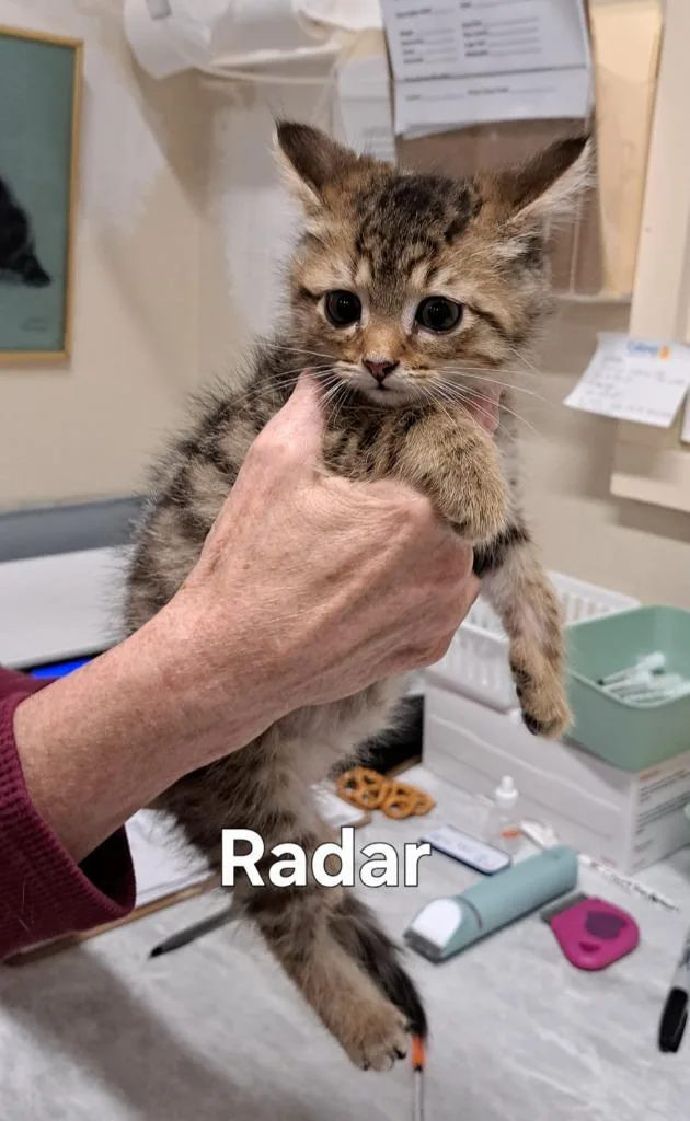 A baby small-sized male Domestic Short Hair cat named RadarArlo for adoption in Plattsburgh, NY