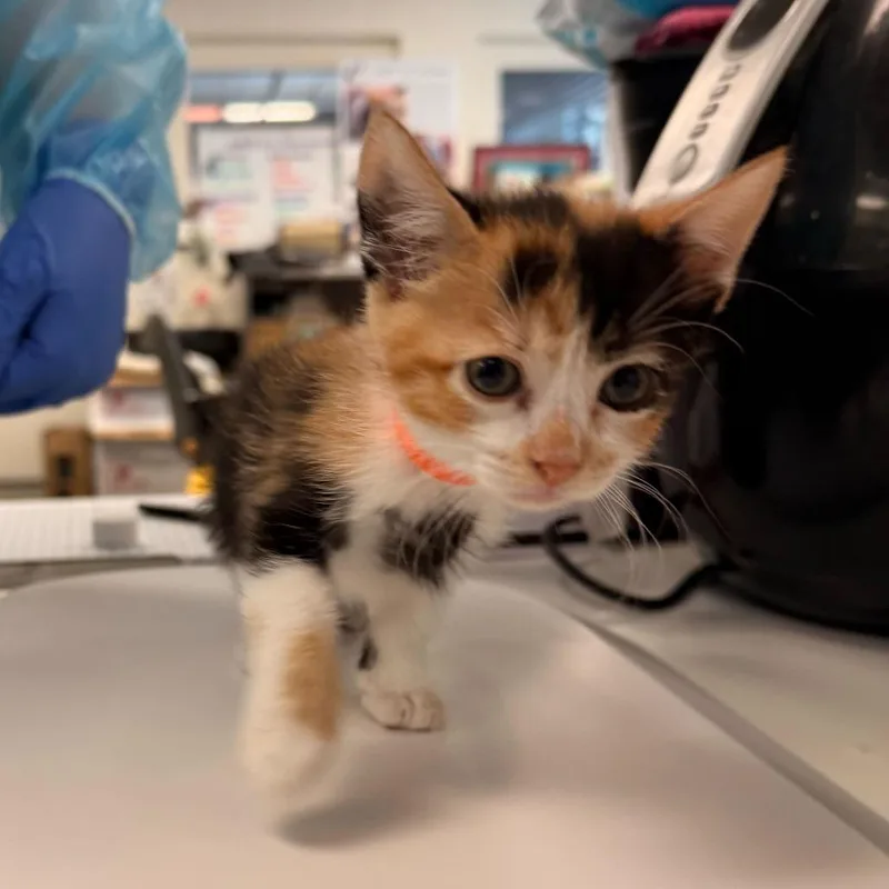A baby small-sized female Calico Domestic Short Hair cat named Starry Night for adoption in Los Angeles, CA