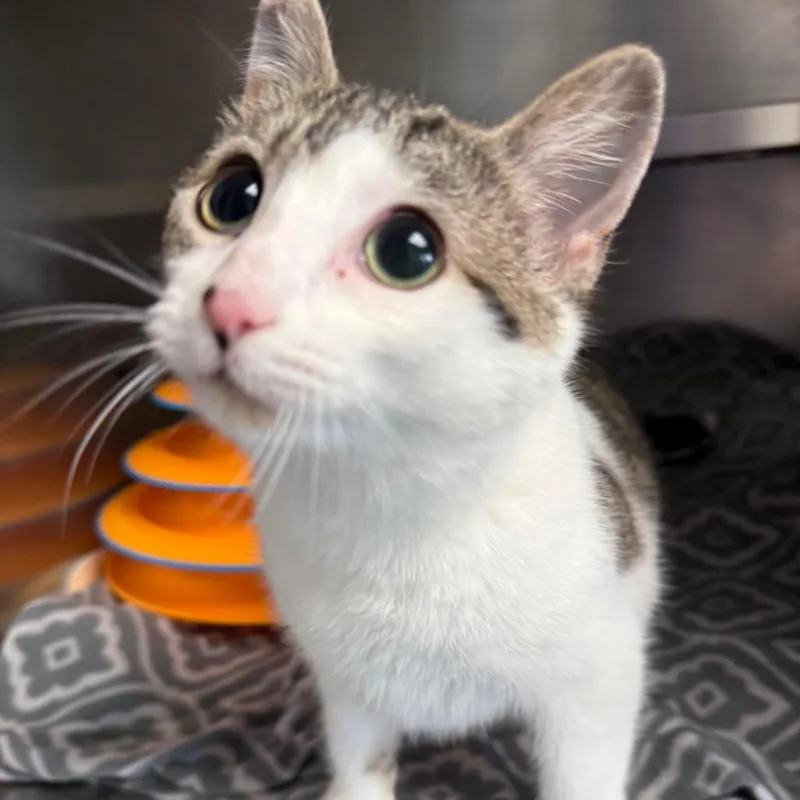 Princess Love Bug thumbnail 2