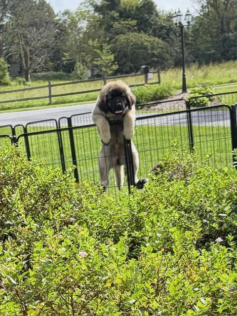 A baby extra large-sized female Caucasian Sheepdog / Caucasian Ovtcharka dog named Cosmo for adoption in Chambersburg, PA