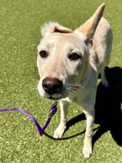 A baby medium-sized female Mixed Breed dog named Shishka for adoption in Wichita, KS