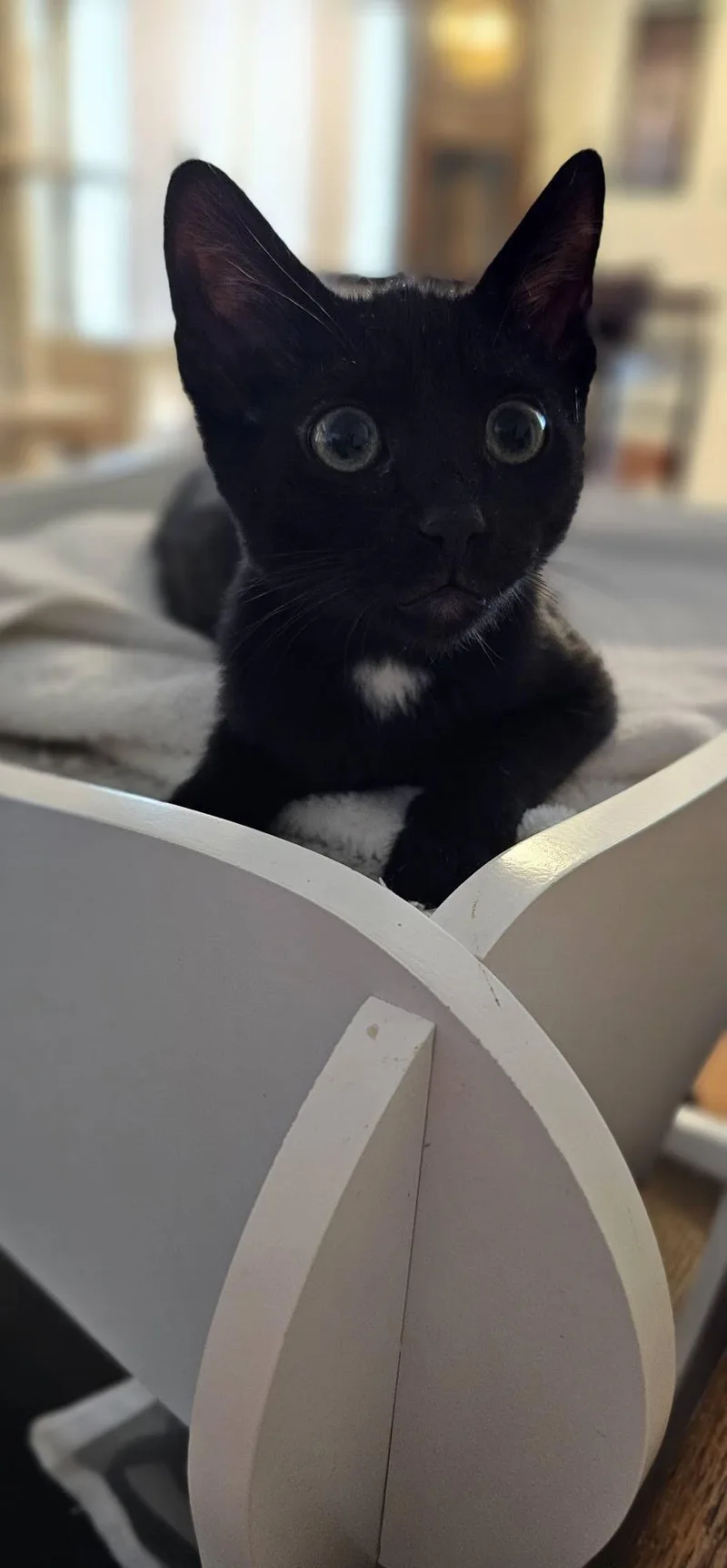 A baby small-sized male Black & White / Tuxedo Domestic Short Hair cat named Greg Brady for adoption in Mission Viejo, CA