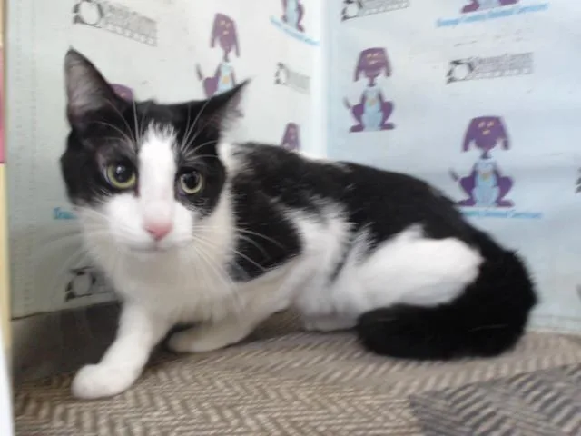 A young small-sized male Domestic Short Hair cat named Nuggs for adoption in Orlando, FL