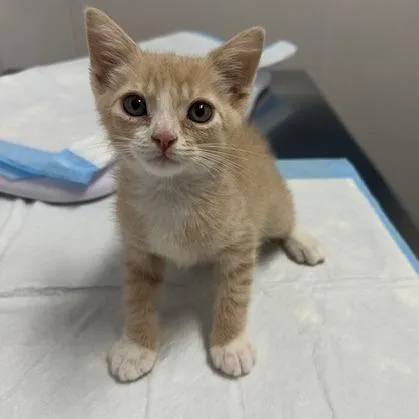A baby small-sized male Domestic Short Hair cat named Charlie for adoption in Tampa, FL