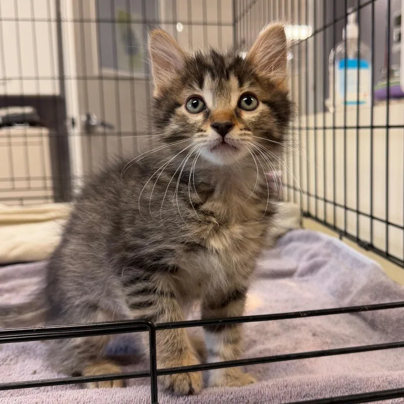 A baby small-sized male Black Domestic Short Hair cat named Axe for adoption in South Elgin, IL