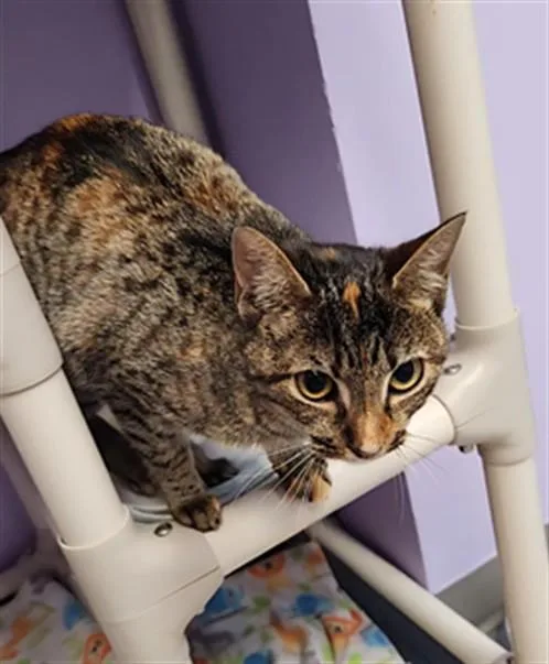 A young medium-sized female Domestic Short Hair cat named Maki for adoption in Fort Walton Beach, FL