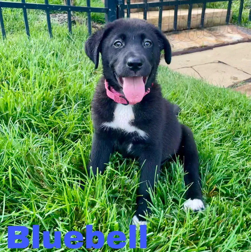 A baby medium-sized female Black Labrador Retriever dog named Bluebell for adoption in Albany, NY