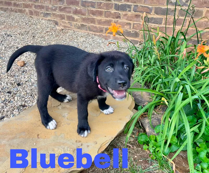 Bluebell thumbnail 3