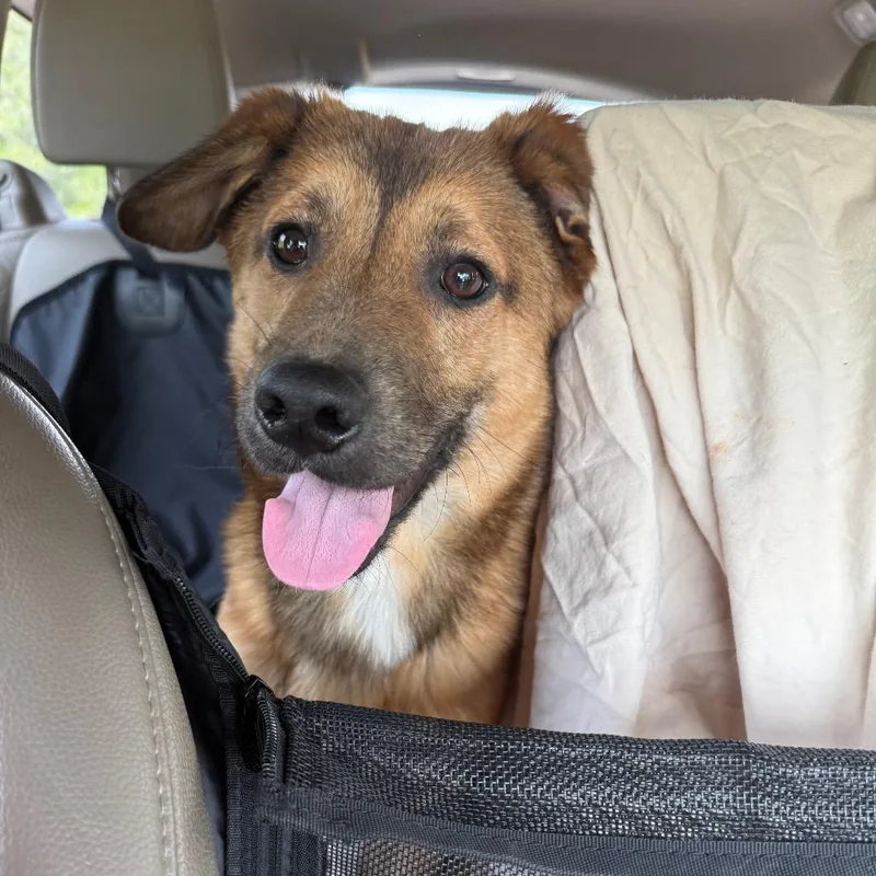 Banjo