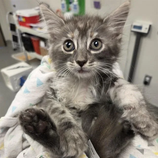 A baby small-sized female Domestic Long Hair cat named Isla for adoption in Ontario, CA