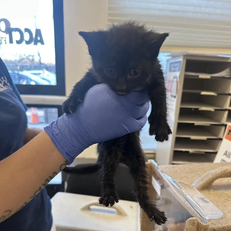 A baby small-sized male Black Domestic Short Hair cat named Hollon for adoption in Philadelphia, PA