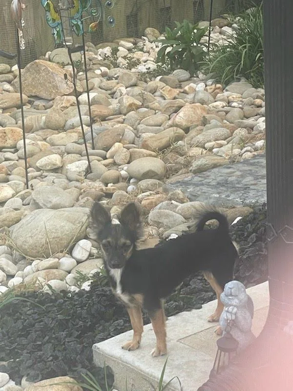 An adult small-sized female Chihuahua dog named Cricket for adoption in Knoxville, TN