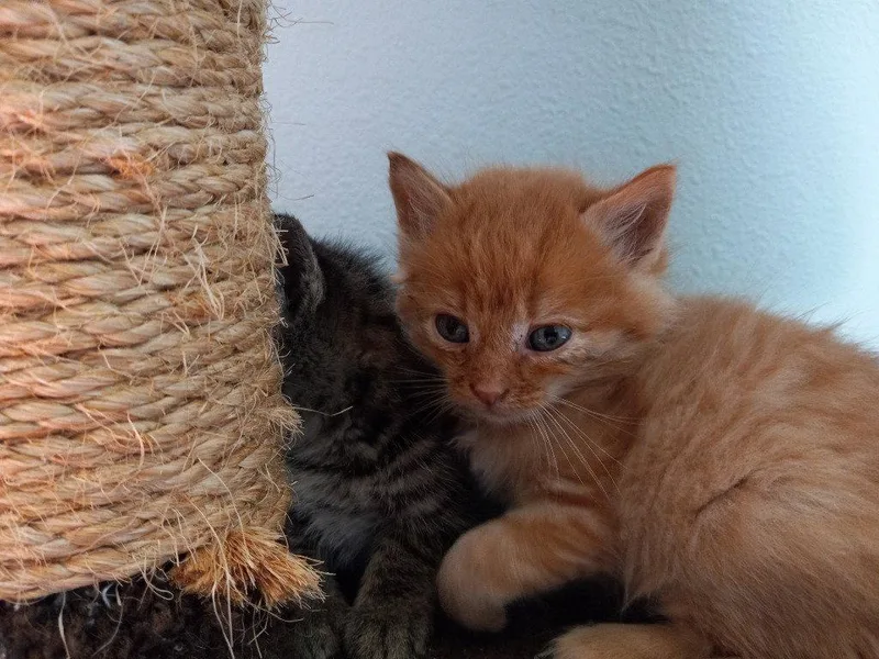 A baby medium-sized male Orange / Red Domestic Short Hair cat named Teddy for adoption in Battle Ground, WA