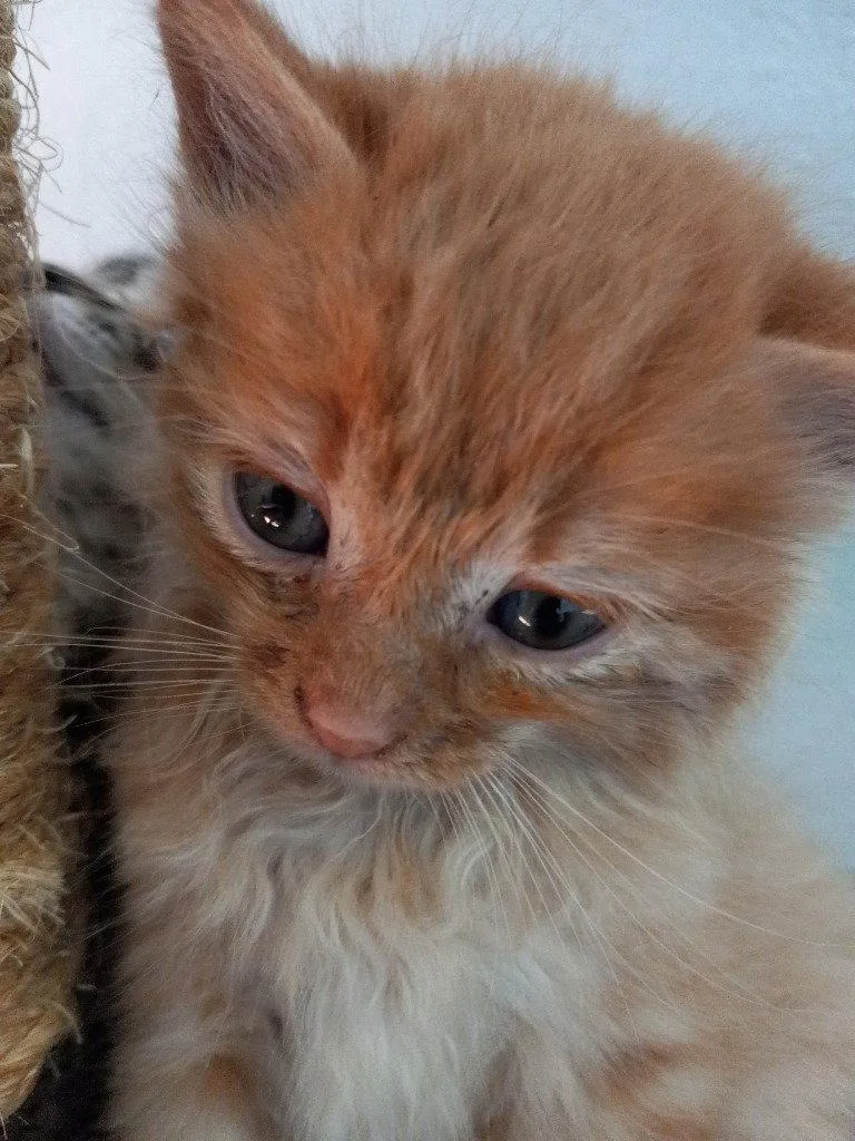 Teddy thumbnail 2
