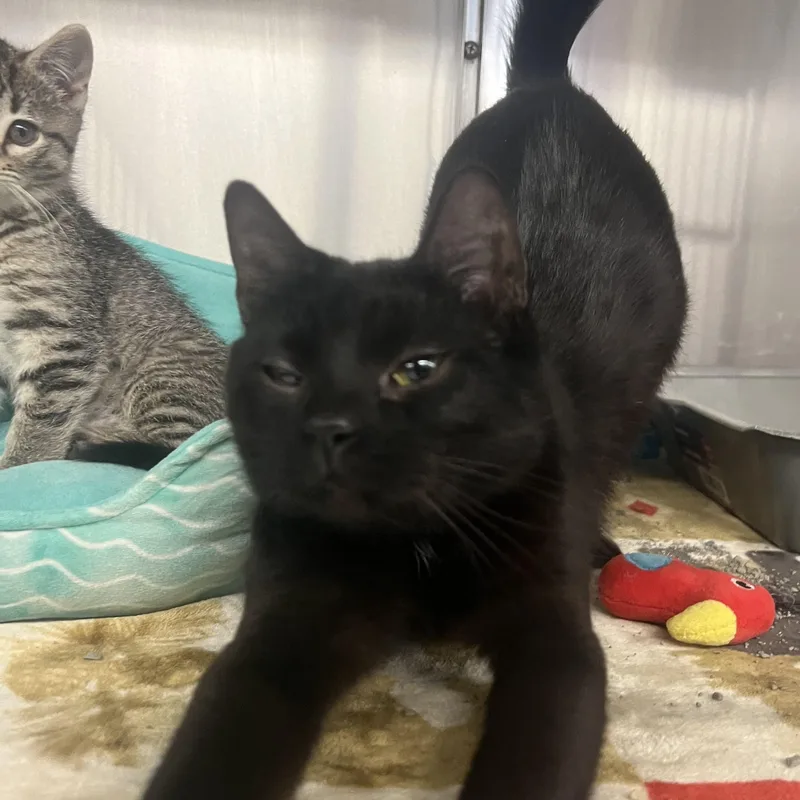 An adult medium-sized female Domestic Short Hair cat named Clarke for adoption in Mount Pleasant, MI