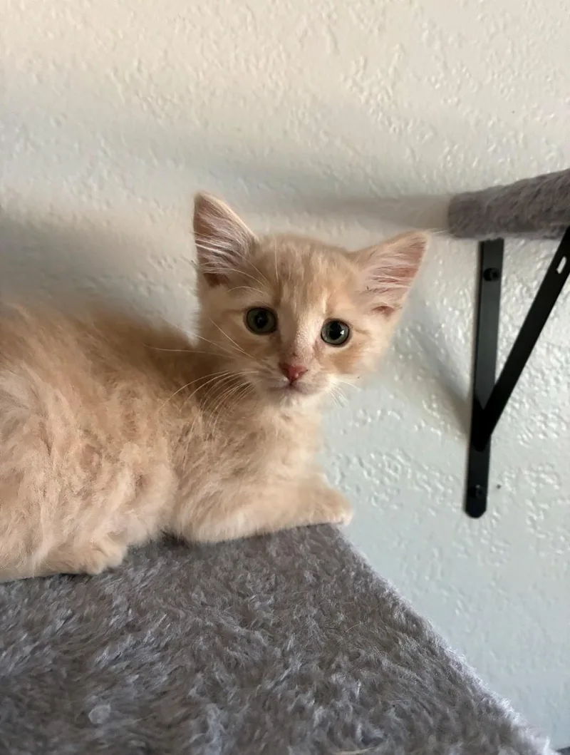 A baby medium-sized male Domestic Short Hair cat named Cera for adoption in Reno, NV