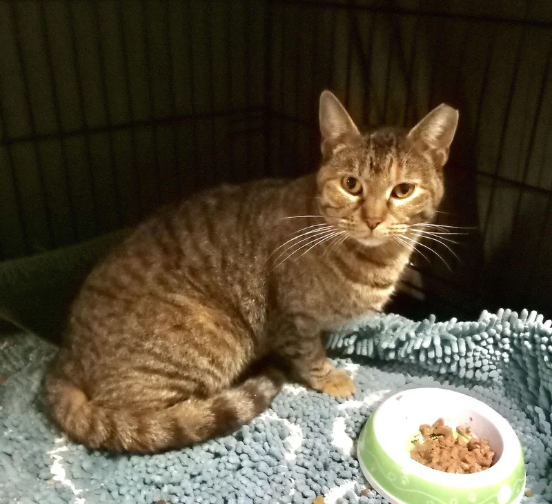 Princess thumbnail 4