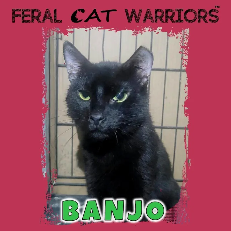 An adult medium-sized male Domestic Short Hair cat named Banjo for adoption in Kingman, AZ