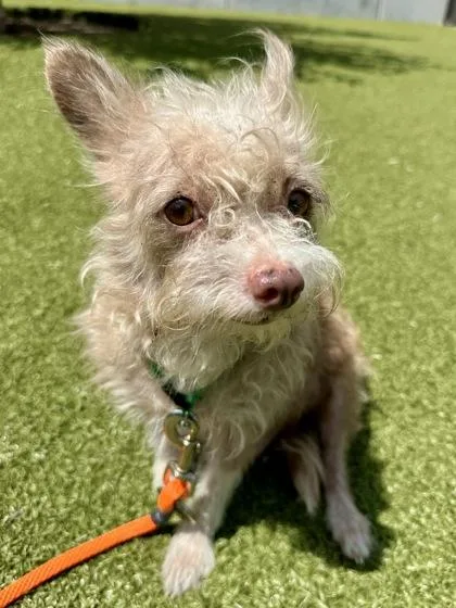 An adult small-sized female Mixed Breed dog named Shiba for adoption in Wichita, KS