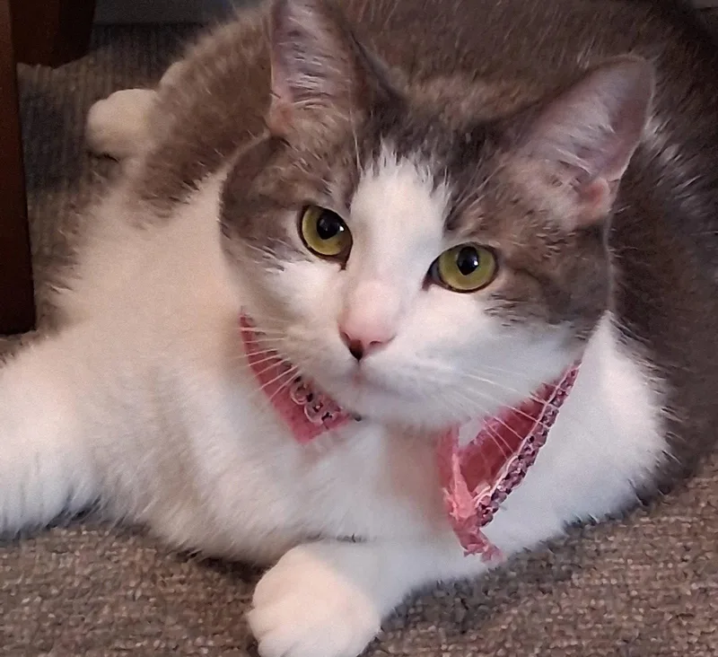 An adult large-sized female Gray & White Domestic Short Hair cat named Peggy Peaches for adoption in Cuyahoga Falls, OH
