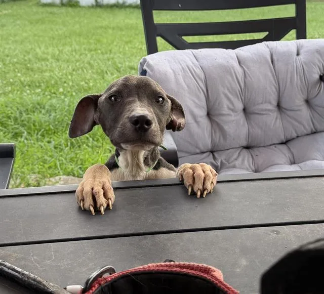 A baby small-sized male Pit Bull Terrier dog named Benny for adoption in Indianapolis, IN