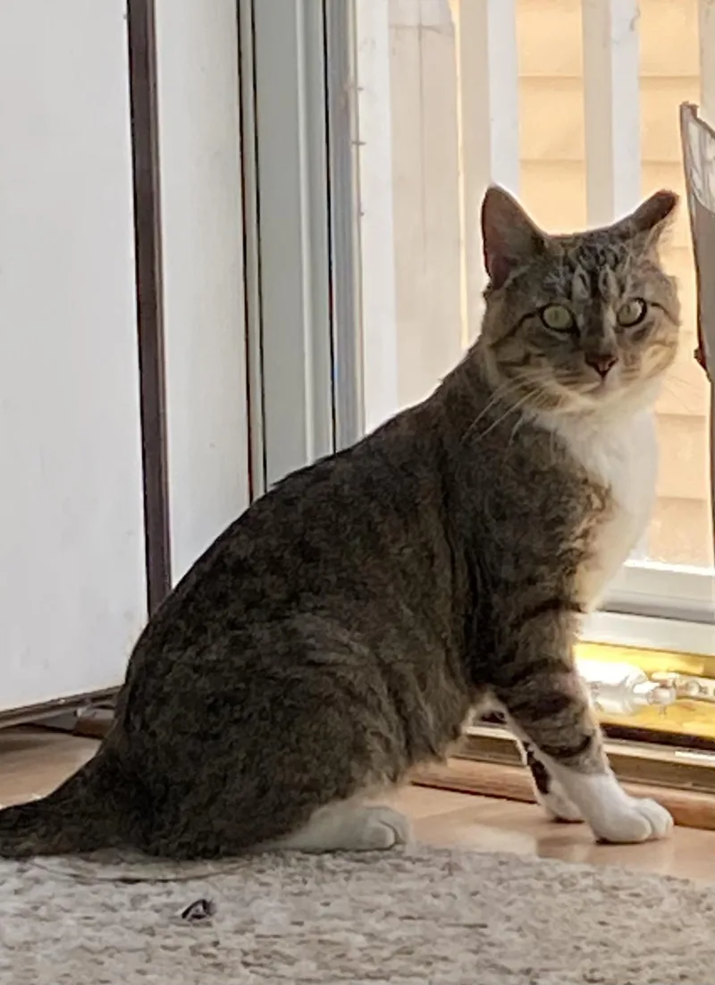 A young large-sized male Tabby (Brown / Chocolate) Domestic Short Hair cat named Brownie Boy for adoption in Lemoyne, PA