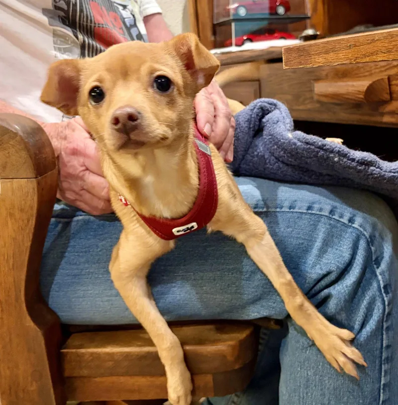 A baby small-sized female Chihuahua dog named Fia for adoption in Davis, CA