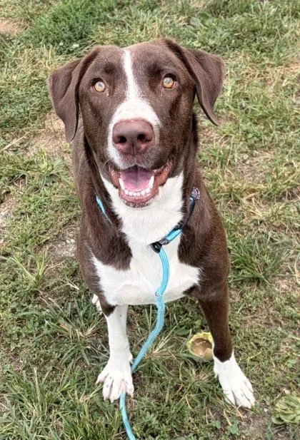 An adult large-sized female Mixed Breed dog named Pecan for adoption in New Albany, IN